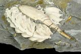 Ammonite (Pleuroceras) & Bivalve Fossil in Rock - Germany #125427-2